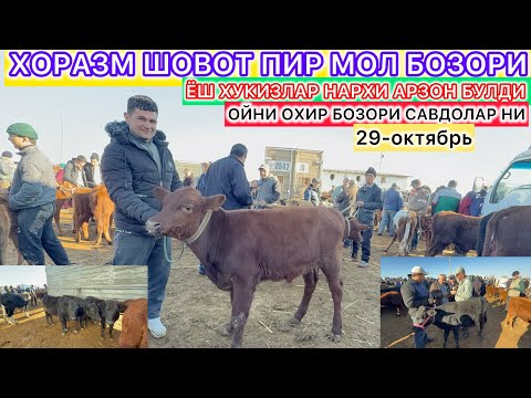 Видео: ХОРАЗМ ШОВОТ ПИР МОЛ БОЗОРИ ЁШ ХУКИЗЛАР НАРХИ АРЗОН БУЛДИ 29-октябрь 2025 г.