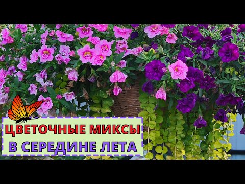 Видео: ЦВЕТОЧНЫХ МИКСЫ в кашпо в середине лета. Плюсы и минусы посадки.