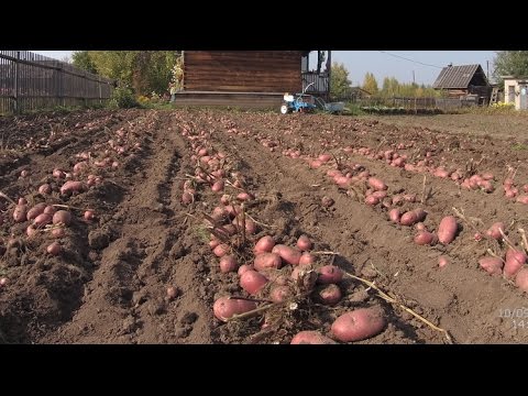 Видео: Уборка картофеля.  Копка картофеля  картофелекопалкой.