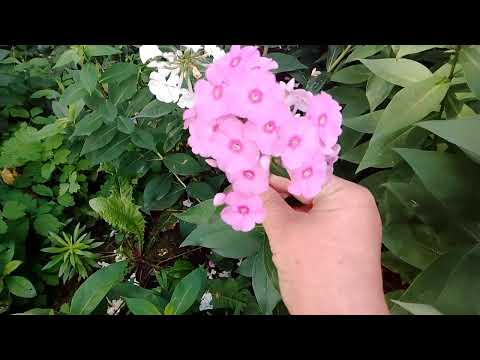 Видео: Флокси цвітуть! Моя селекція флоксів🤫#живцювання#насіннєверозмноження