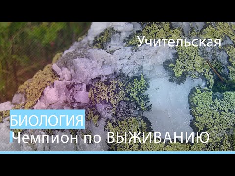 Видео: Самый странный живой организм на планете  Лишайники и их особенности