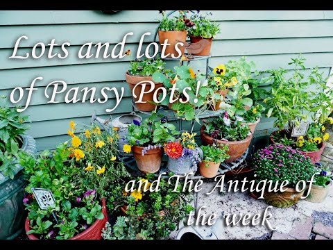 Видео: Множество горшков с анютиными глазками! / Антиквариат недели