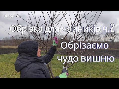 Видео: Обрізка дерев для чайників: як формувати чудо вишню чашею?