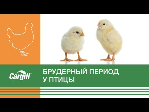 Видео: Брудерный период у птицы