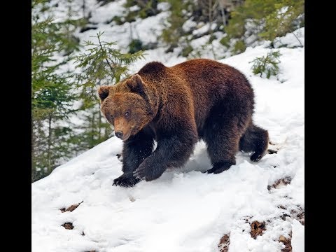 Видео: Поиск берлоги бурого медведя