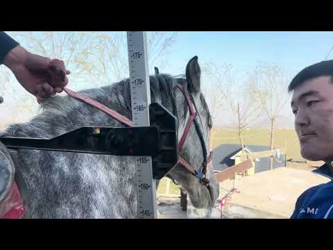 Видео: 19 марта 2025 г.