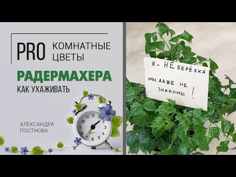 Видео: Простой комнатный цветок с непростым названием Радермахера - как ухаживать за этим растением.