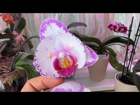 Видео: Орхидеи радуют глаза 🌸