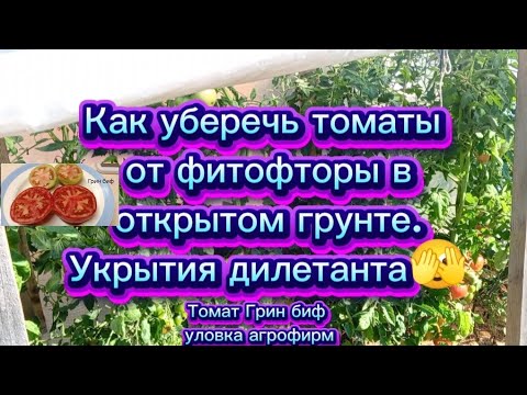 Видео: Как уберечь томаты от фитофторы. Обзор огорода на 31.08 2025. Томат Грин биф , уловки агрофирм