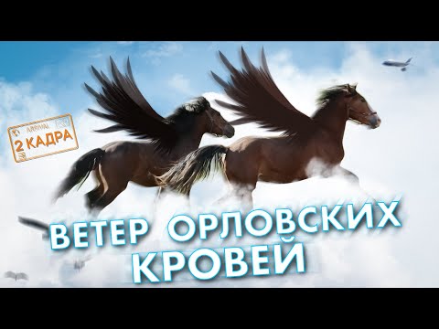 Видео: #8 ВЕТЕР ОРЛОВСКИХ КРОВЕЙ. Рысаки. Уникальная порода. Конезавод. 2 кадра. Перезагрузка.