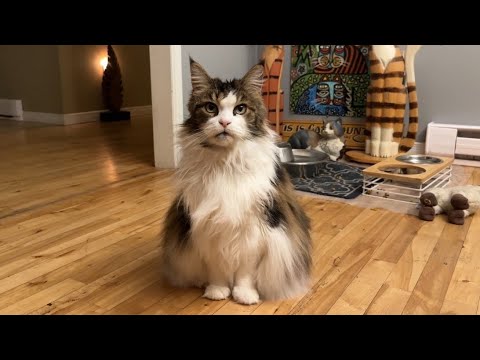 Видео: Кошка Луна одета в праздничный костюм 😲 Мейн-кун Флуф