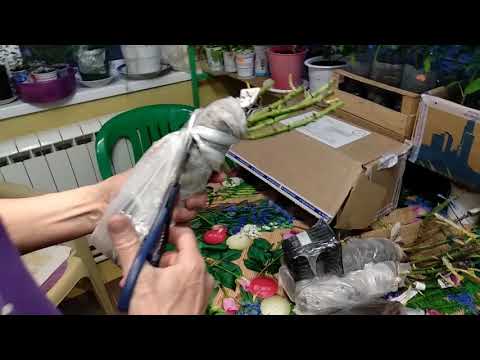 Видео: Распаковка посылки: "Цветник поволжья"