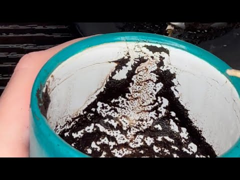 Видео: НОВИНКА❗️ГАДАНИЕ НА КОФЕЙНОЙ ГУЩЕ☕️🤩 ЧТО ЖДЁТ ВСКОРЕ❓💯❤️