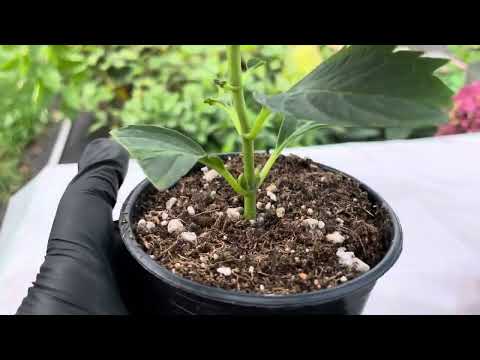 Видео: 🪴Как сохраняю до весны черенки крупнолистной гортензии. 