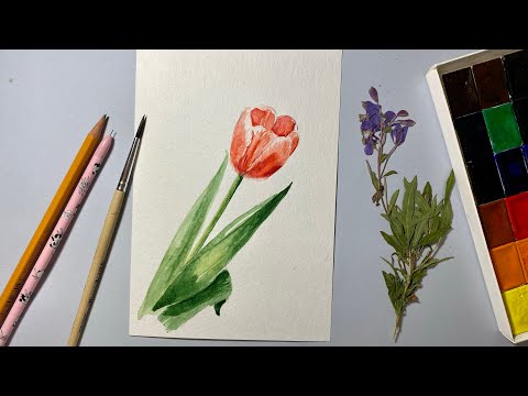 Видео: Акварель для начинающих. Рисуем красный Тюльпан. Урок рисования