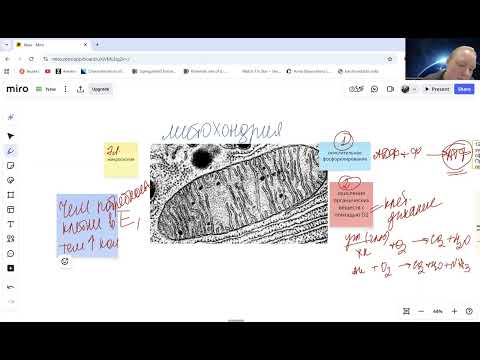 Видео: Ч2 Митохондрии - цитология ЕГЭ биология клетка органоиды