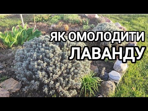Видео: Омолодження куща лаванди. Показую, як омолодити старий кущ #лаванда
