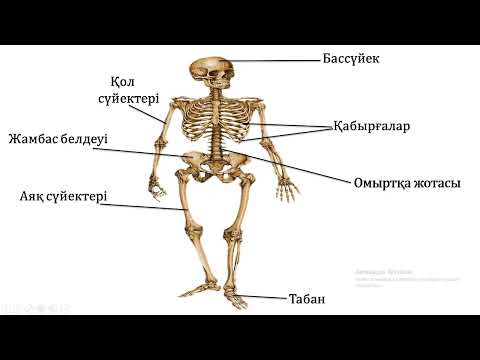 Видео: жаратылыстану 2-сынып 10-сабақ Адамның тірек-қимыл жүйесі. Дұрыс дене сымбатын қалыптастыру