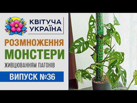 Видео: Монстера. Розмноження живцями. Частина 1. Як нарізати живці та вкорінити.