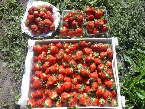 Видео: Личный опыт выращивания земляники садовой (клубники).Размножение усами в стаканчиках.