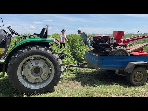 Видео: Забули про малину! Кентавр на допомогу!Часник, помідори, овес! Вернемо сіно!!!