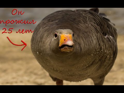 Видео: Дружба гуся с человеком которая длилась 25 лет