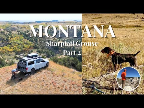 Видео: Montana Sharptails 2025 часть 2, Мой вид охоты!