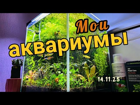 Видео: Обзор моих аквариумов 14.11.25 #аквариумистика #aquarium #aquascape #aquariumhobby #аквариумныерыбки