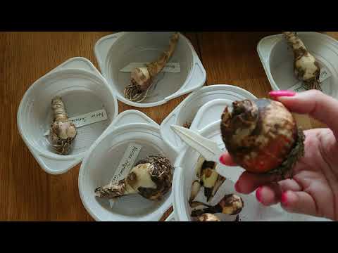 Видео: Высаживаю голландские луковицы: Зефирантес, Нерине, Спрекелия. Зачистка, проблемные места.