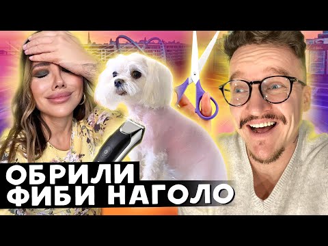 Видео: ПОБРИЛИ ФИБИ НАГОЛО / ИГОРЯ НЕ СУЩЕСТВУЕТ? / УЖИН У ЛИЗЫ