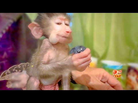 Видео: Степашка научился НАБИВАТЬ ЩЕКИ и держать ягодки руками)))