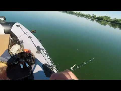 Видео: Дон 2022,сом,квок