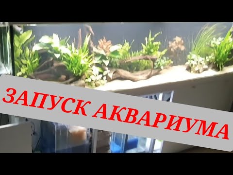 Видео: Запуск аквариума на 750 литров. Часть 8.