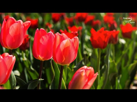 Видео: НЕЖНОСТЬ ВЕСНЫ! Завораживающая, Божественно красивая музыка любви создает потрясающее настроение #2