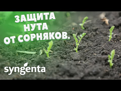 Видео: НУТ | Особенности защиты нута от сорной растительности | SYNGENTA | ЧАСТЬ 2 |