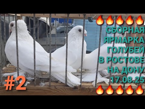 Видео: 🔥🔥🔥 17.08.25. Птичий рынок в Ростове на Дону. Сборная ярмарка голубей. Часть 2. Pigeons. Bird Market