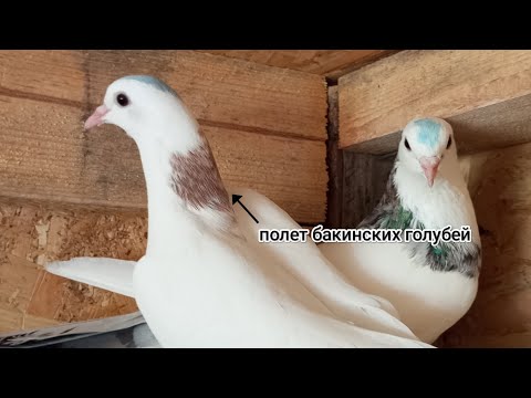 Видео: полет голубей 6часть🕊️