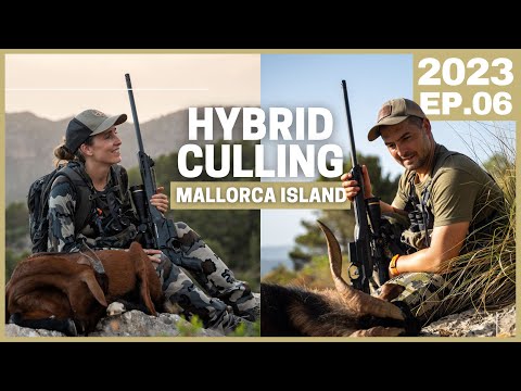 Видео: Охота на гибридных коз на острове Майорка 💥 Отстрел с помощью винтовки Bergara Elevate калибра 6,...