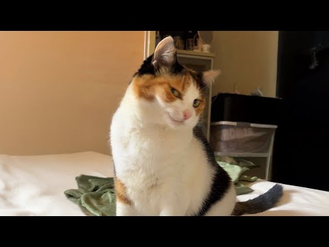 Видео: Кошки ведут себя странно на Земле 🤣 Смешные видео из жизни кошек!