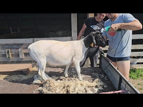 Видео: Ах этот парикмахер!!!