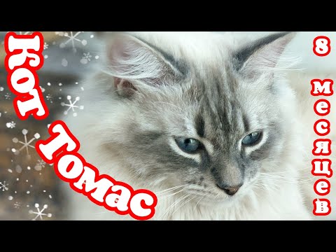 Видео: Кот Томас. Невская маскарадная. 8 месяцев