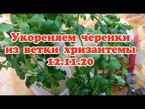 Видео: Укореняем черенки из ветки хризантемы 12.11.20