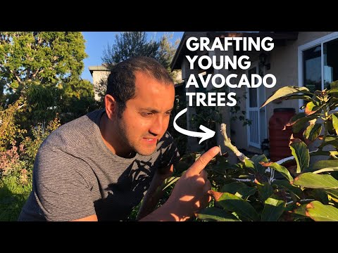 Видео: Как привить молодые деревья авокадо 2