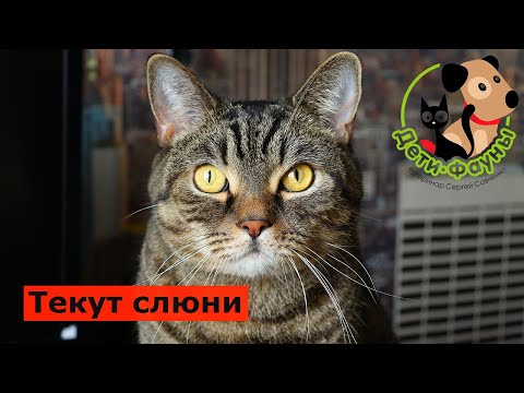 Видео: Почему у кота текут слюни? Основные причины слюнотечения и что можно сделать самостоятельно