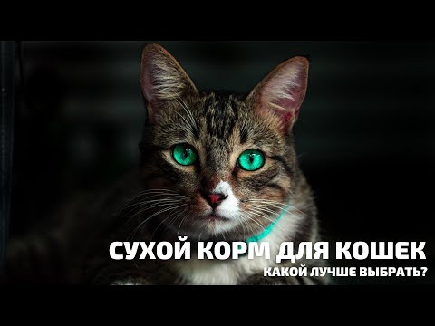 Видео: СУХОЙ КОРМ ДЛЯ КОШЕК. КАКОЙ ЛУЧШЕ ВЫБРАТЬ?