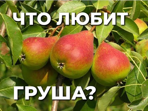 Видео: Почему не растет груша?