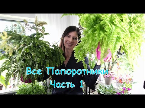 Видео: Обзор всех моих домашних папоротников и как я их нашла😉 Часть 1