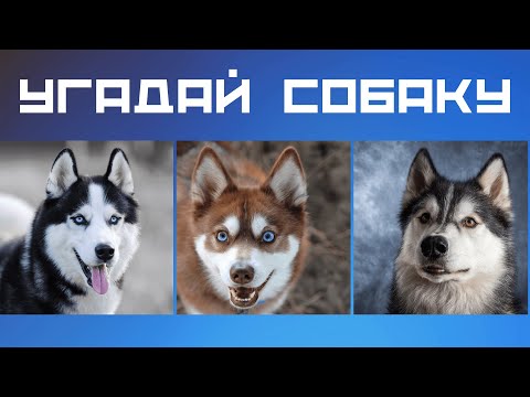 Видео: Тест про собак 🌞 Угадай собаку по фото 🙀 Увлекательный тест про животных #тест #собаки