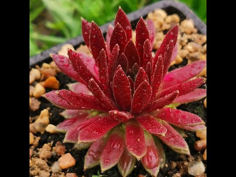 Видео: Молодило из семян. Размножение sempervivum семенами.