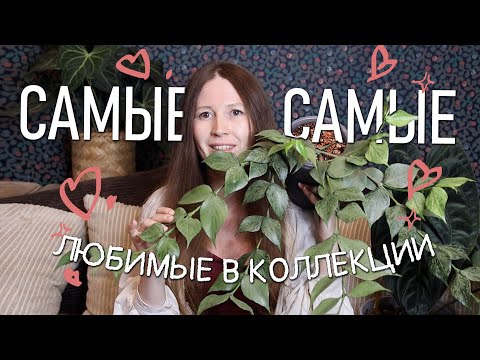 Видео: САМЫЕ-САМЫЕ! Любимые растения в коллекции!